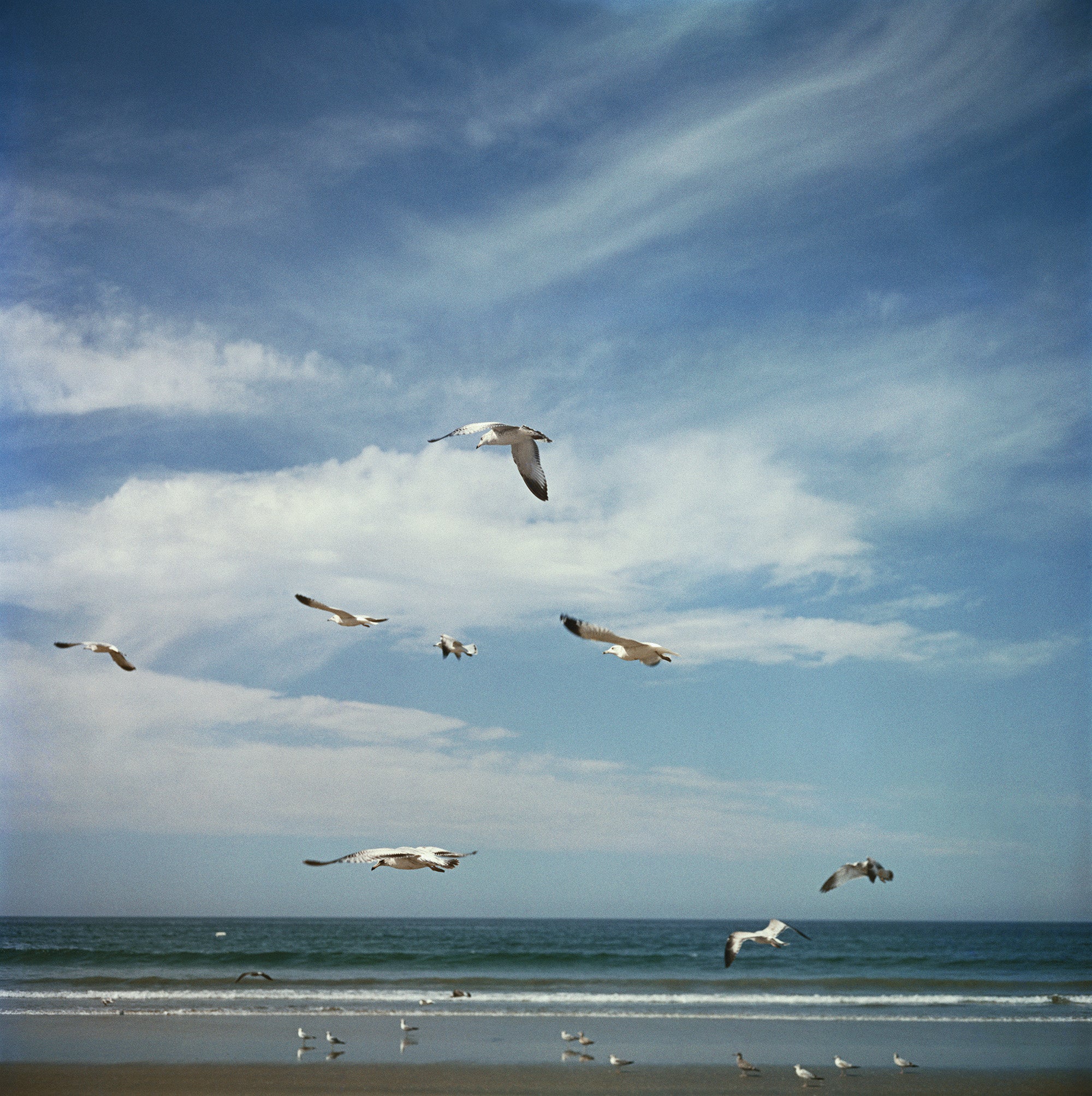 San Diego Gulls