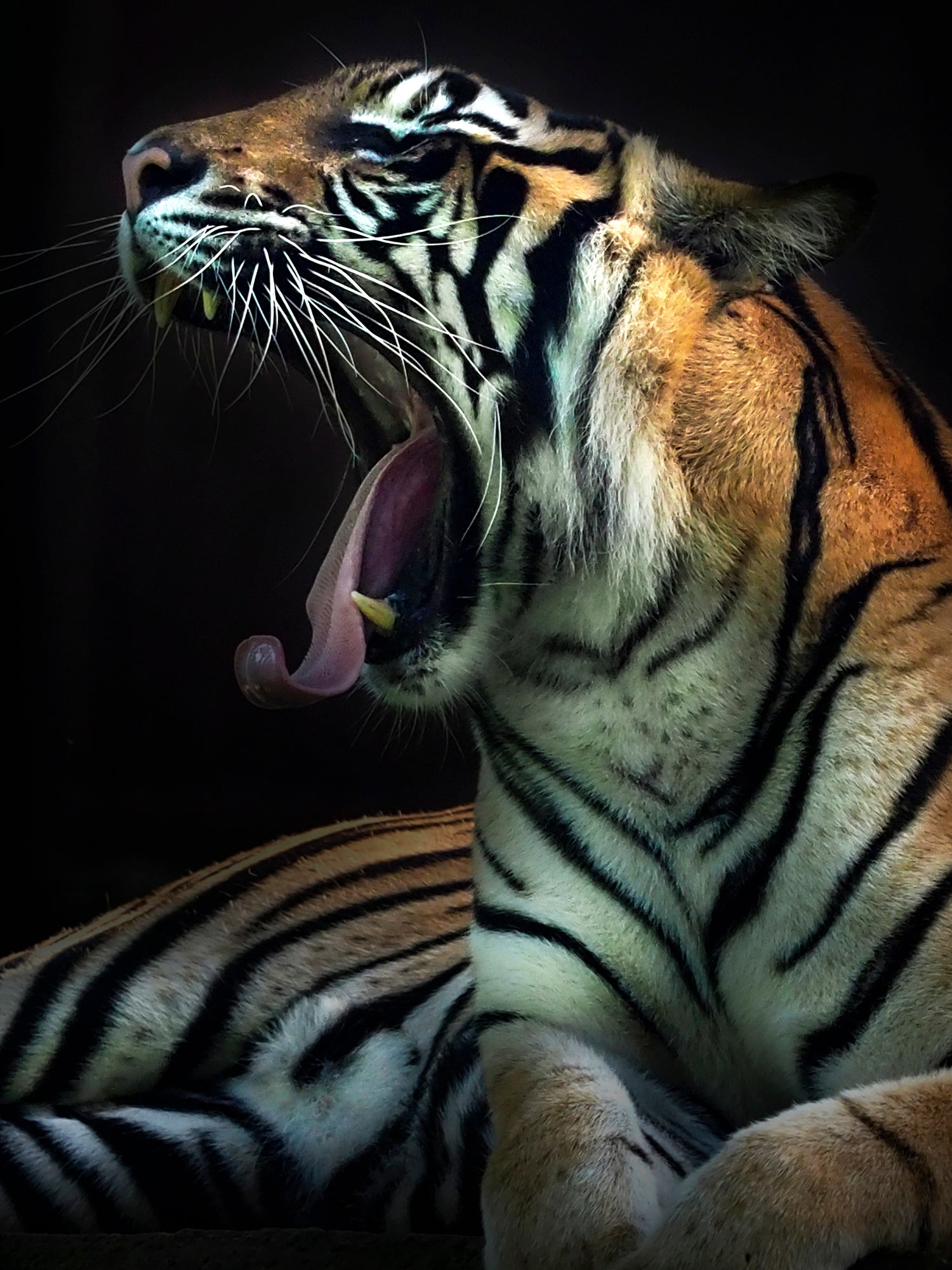 Sumatran Tiger