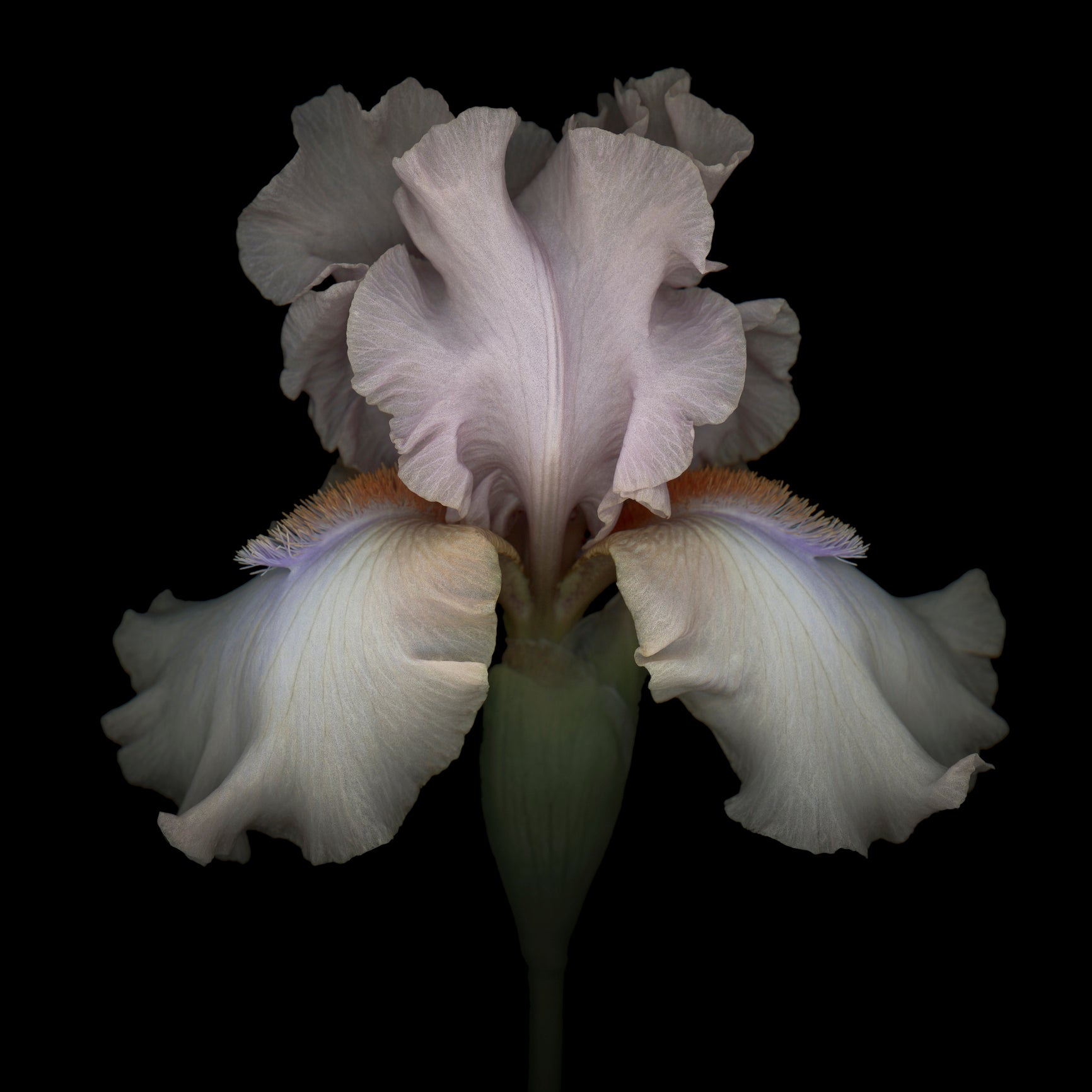 Pink Iris