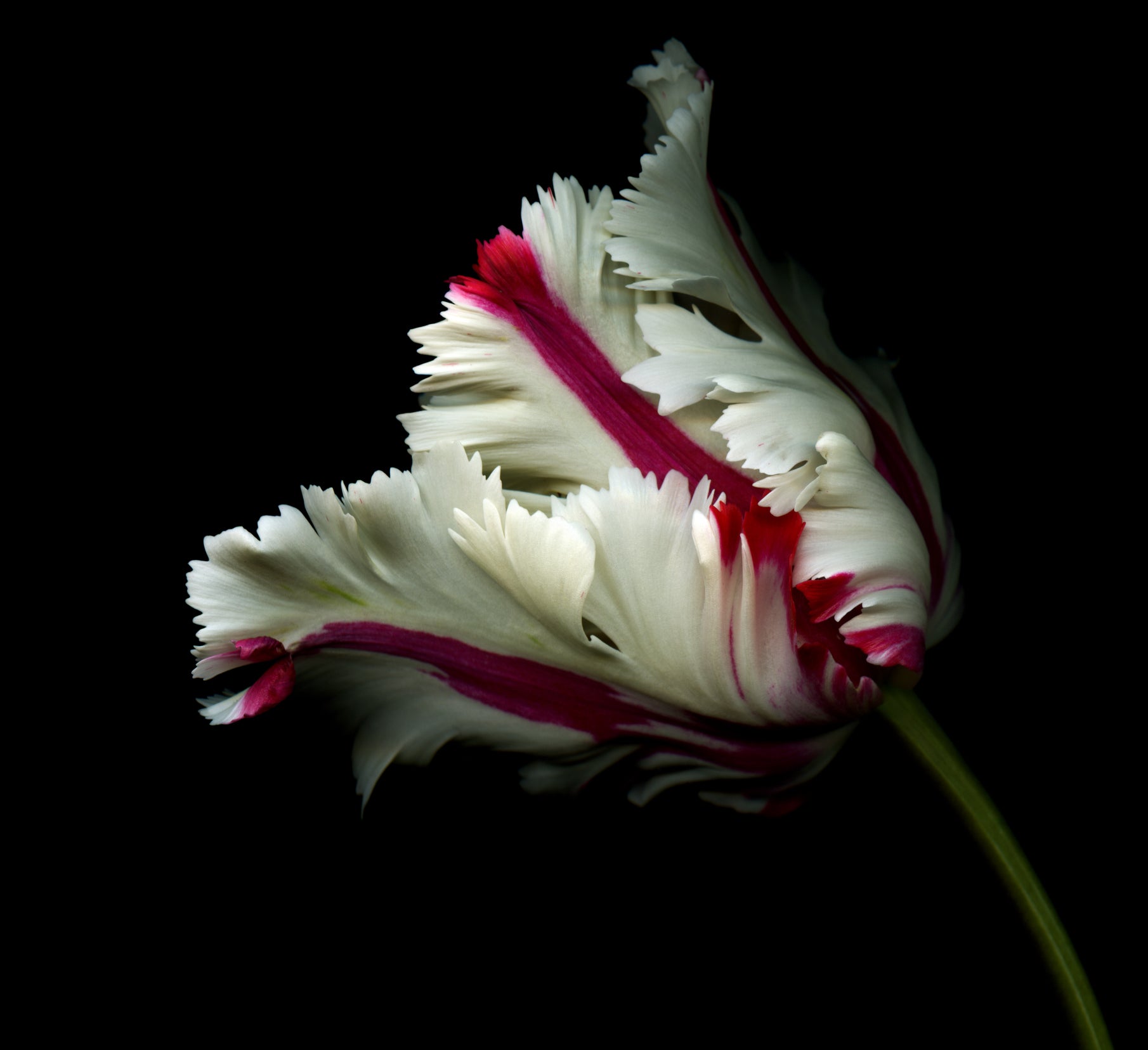Parrot Tulip