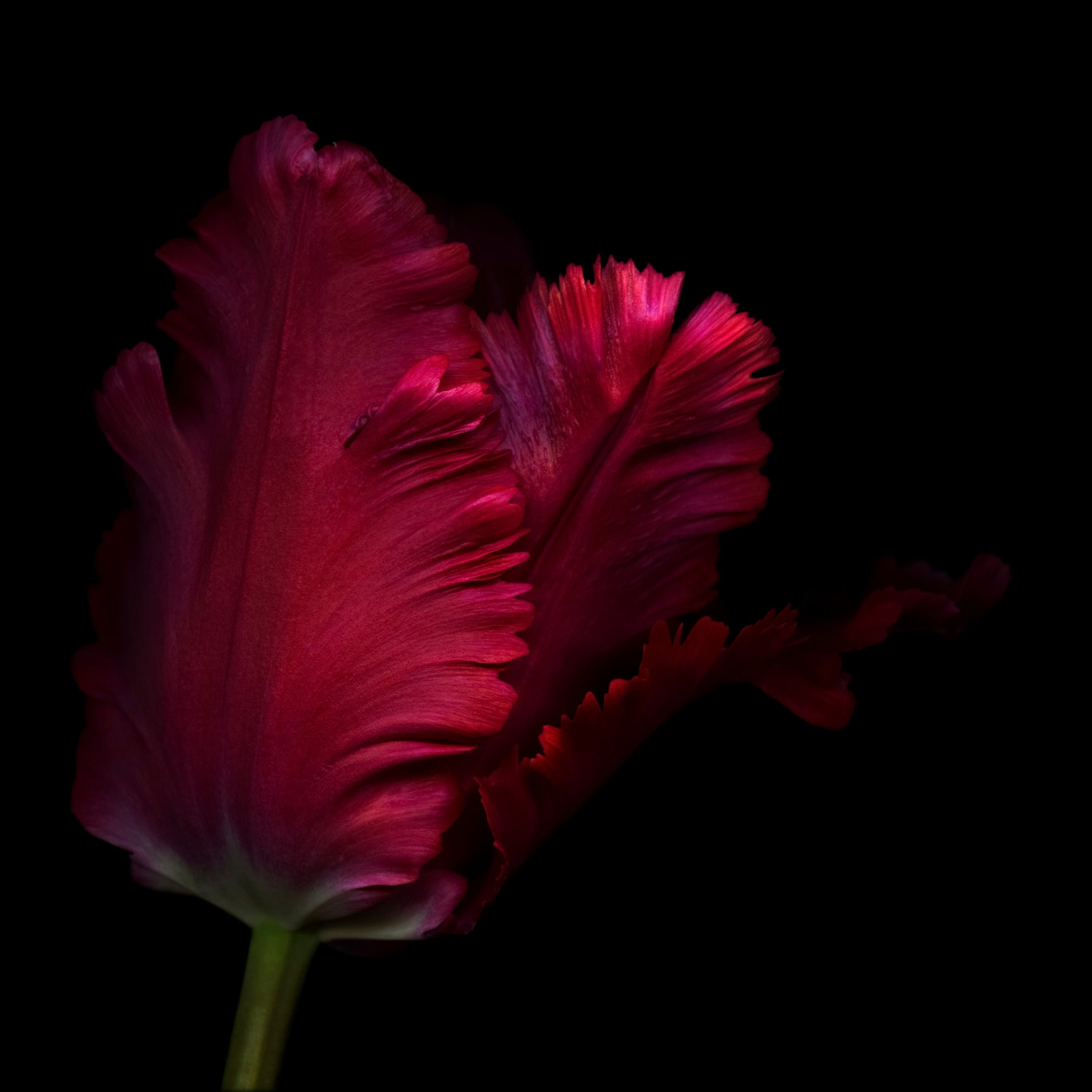 Red Parrot Tulip