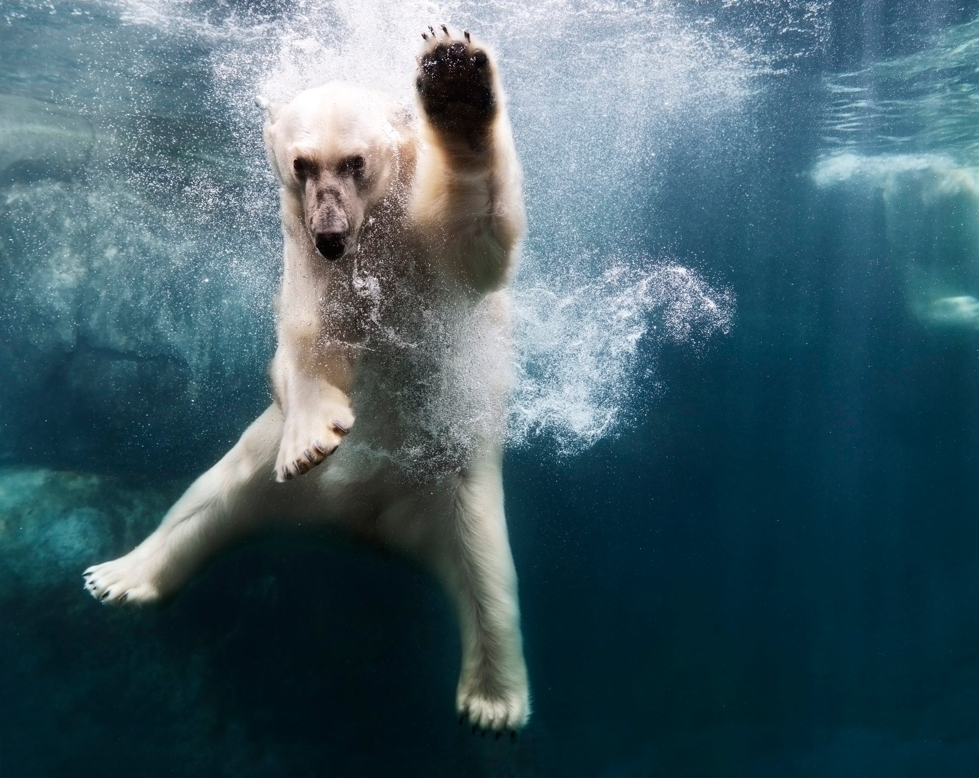 Polarbear in Water
