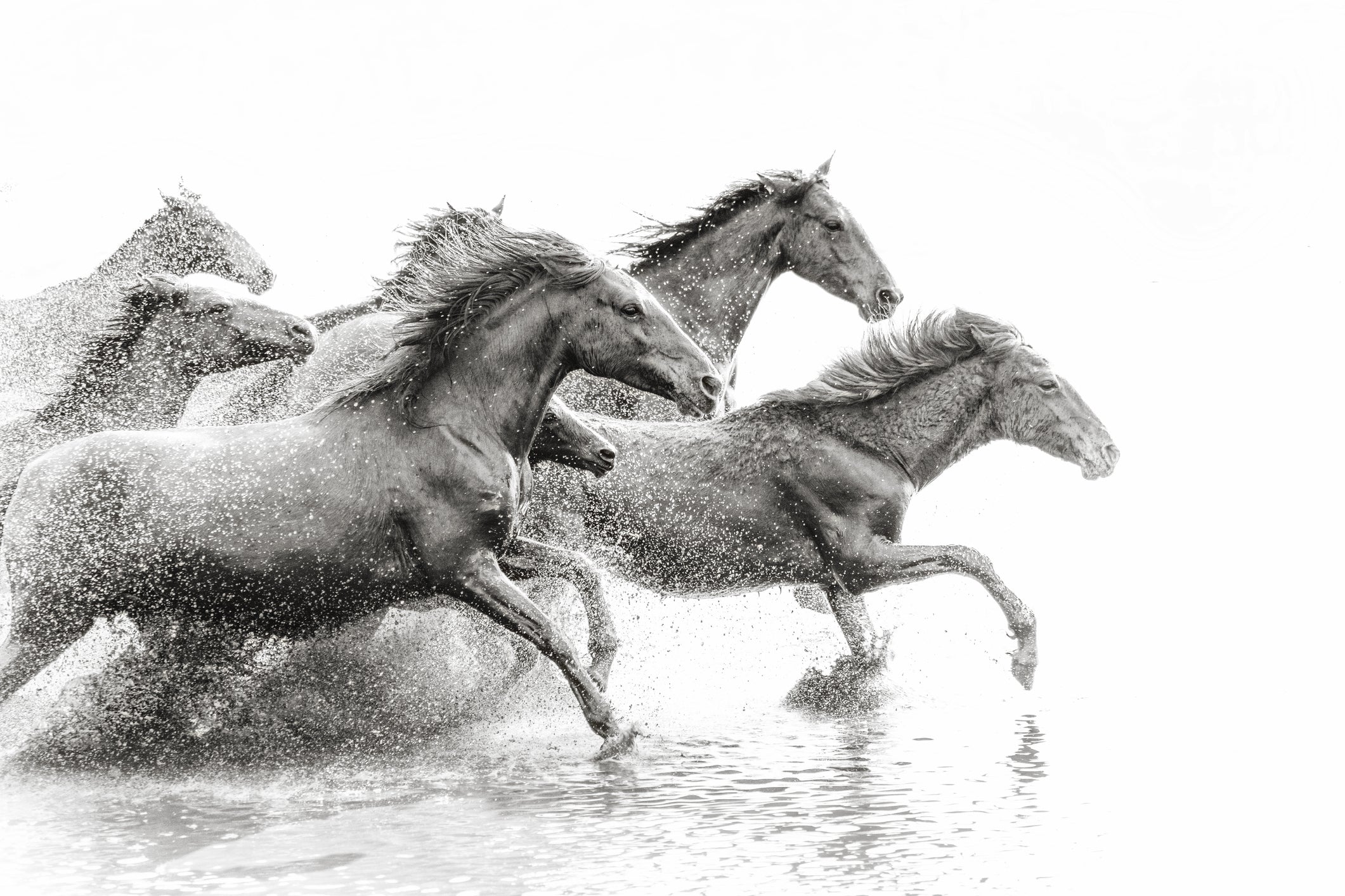 Wild Horses