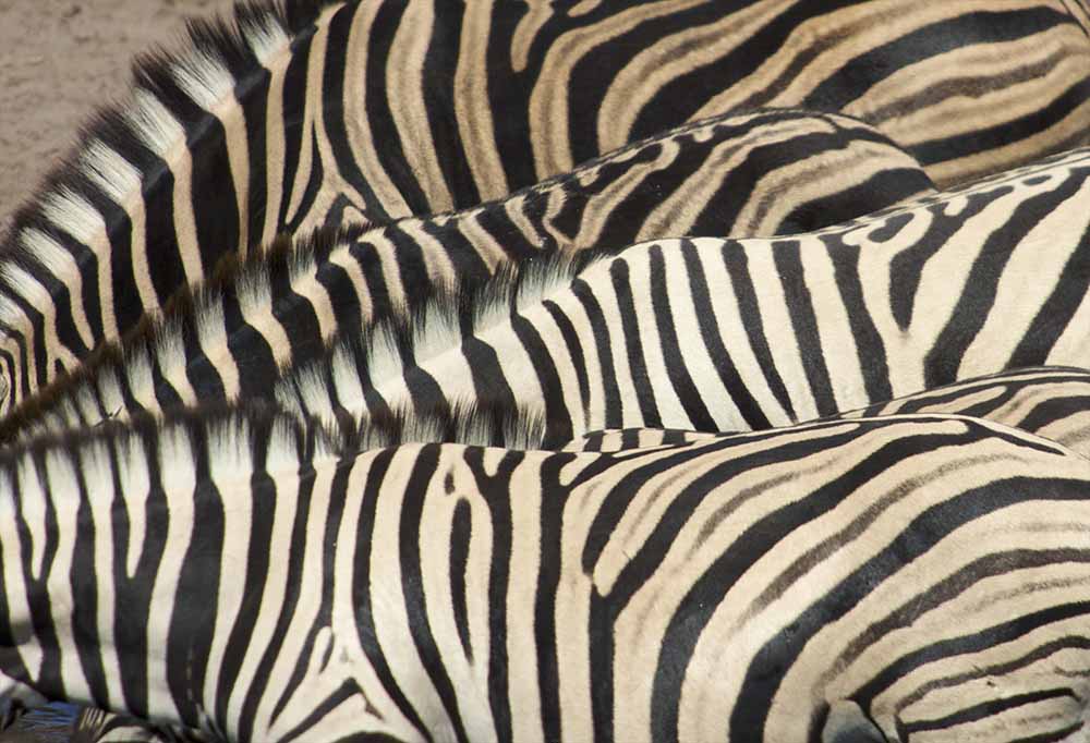 Overhead view of Burchell’s Zebra (Equus Burchellii) necks and backs, showing abstract patterns, Namibia fine art photography