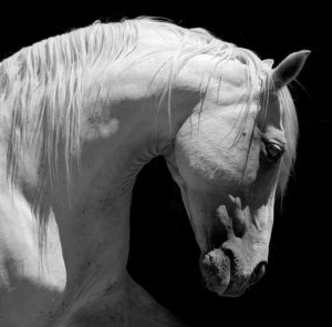 White Stallion Horse Andalusian BW