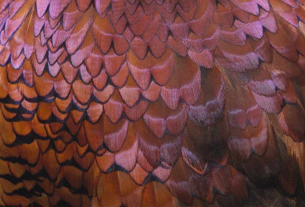 Pheasant Feathers fine art photography