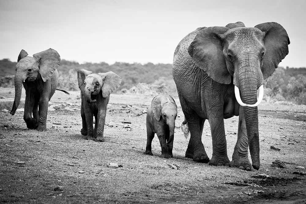 Female African elephant fine art photography