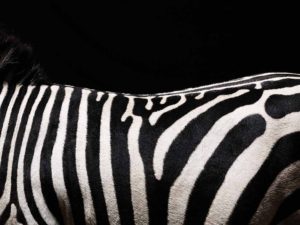 Zebra, deatil og back