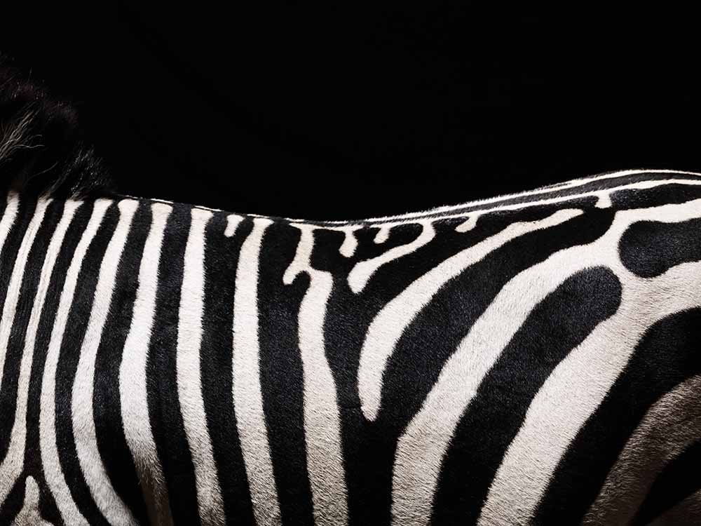 Zebra, deatil og back fine art photography