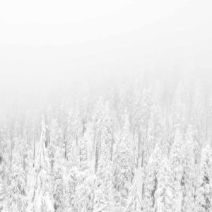 White snowy forest