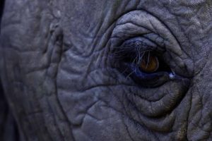 Bull elephant eye