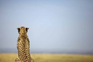 Cheetah, Maasai Mara