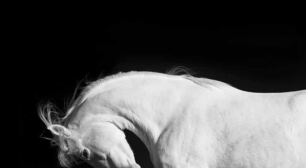 White Horse Stallion Andalusian Black fine art photography