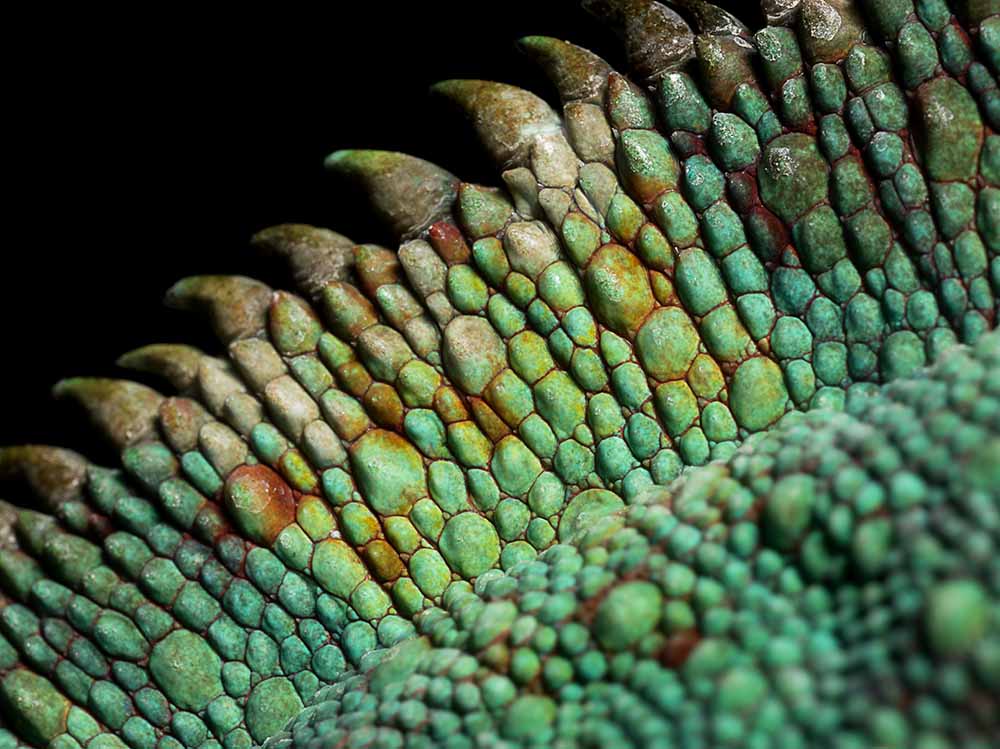 Panther Chameleon, close up on the spine fine art photography