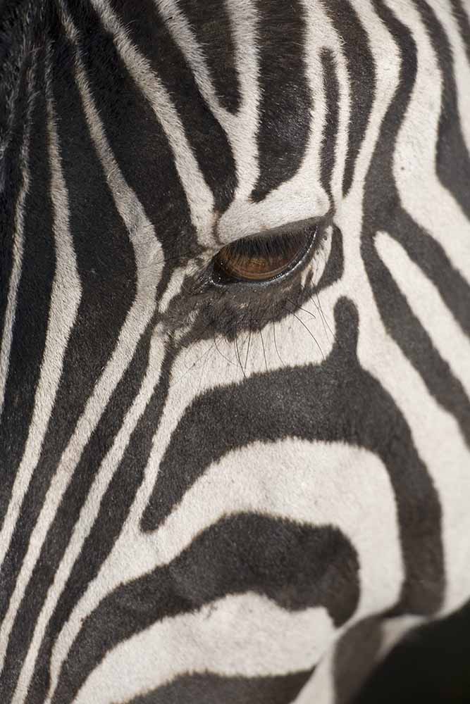 Plains zebra (Equus burchelli), close-up of eye fine art photography