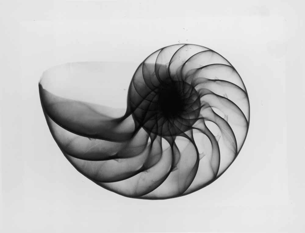 X-Ray Nautilus Shell fine art photography