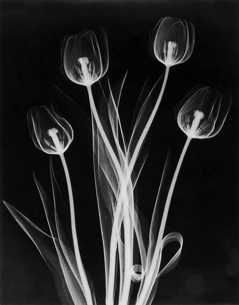 X-Ray Tulips On Black fine art photography