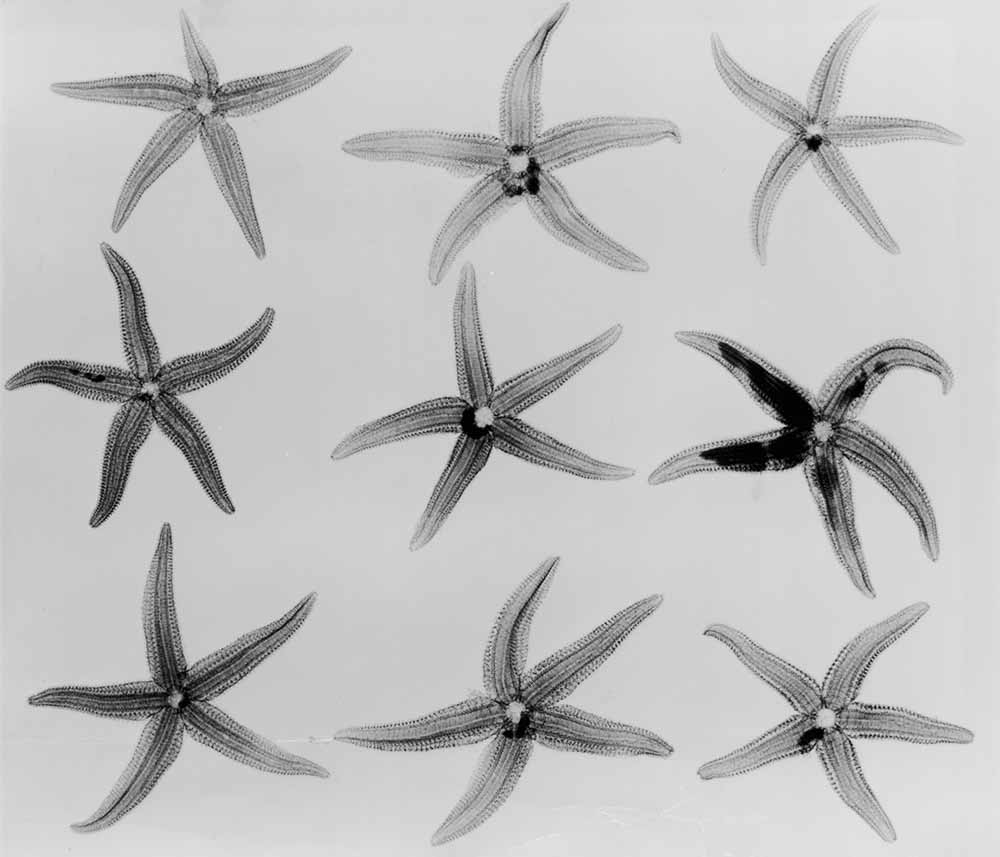 X-Ray Starfish fine art photography