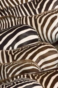 Zebras’ (Equus quagga) stripes, Masai Mara, Kenya