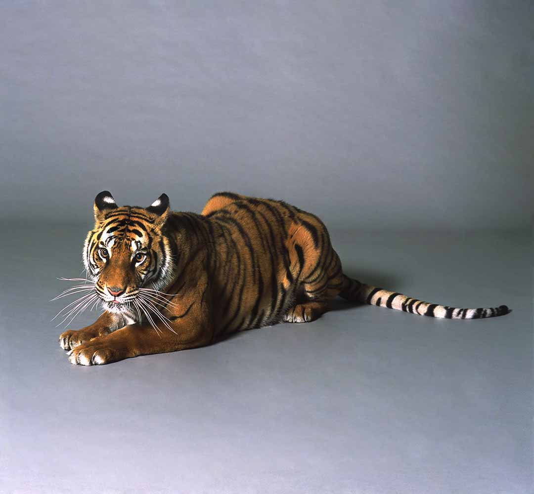 Bengal tiger fine art photography