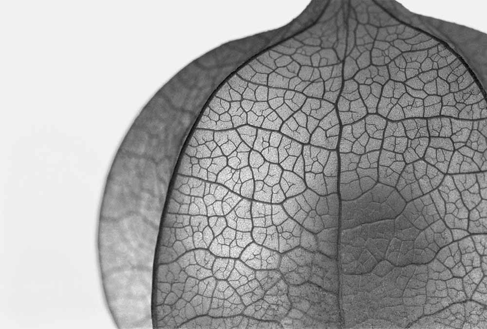 Plant Veins of Leaf fine art photography