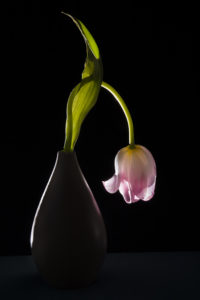 Tulip in vase against black background