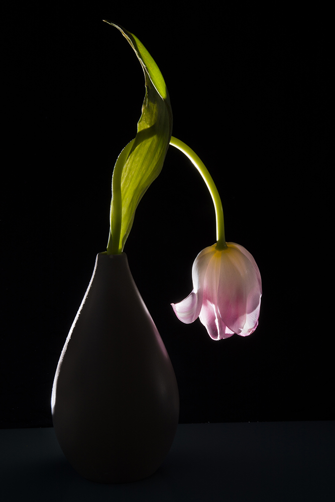 Tulip in vase against black background fine art photography