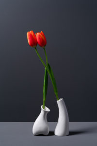 Embracing Red Tulip in White Vase