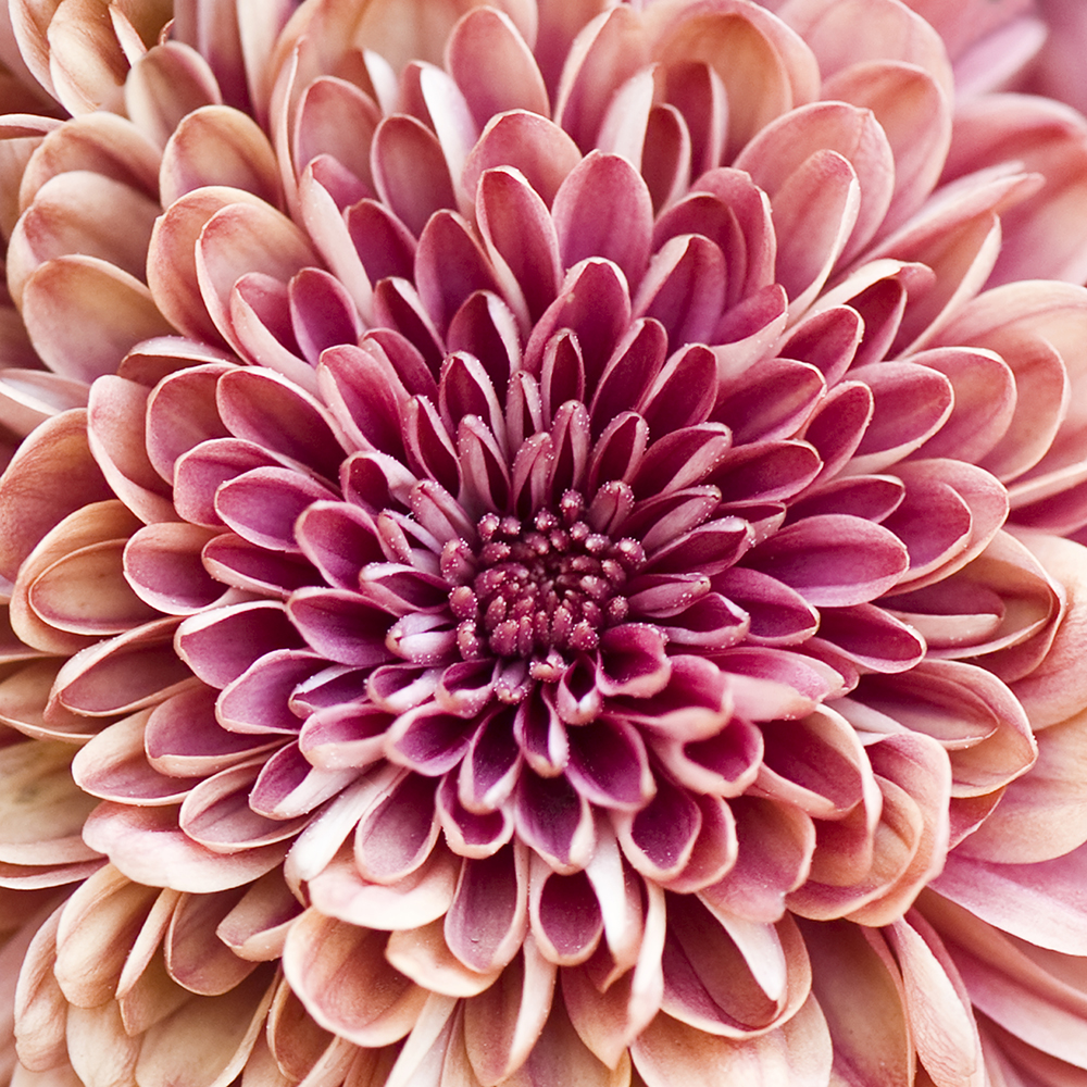 Chrysanthemum fine art photography