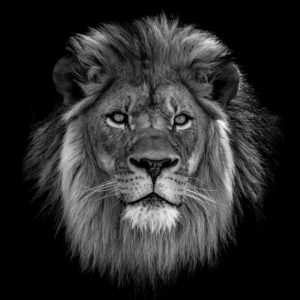 Close-Up Of Lion Against Black Background