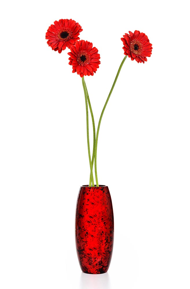red daisy fine art photography
