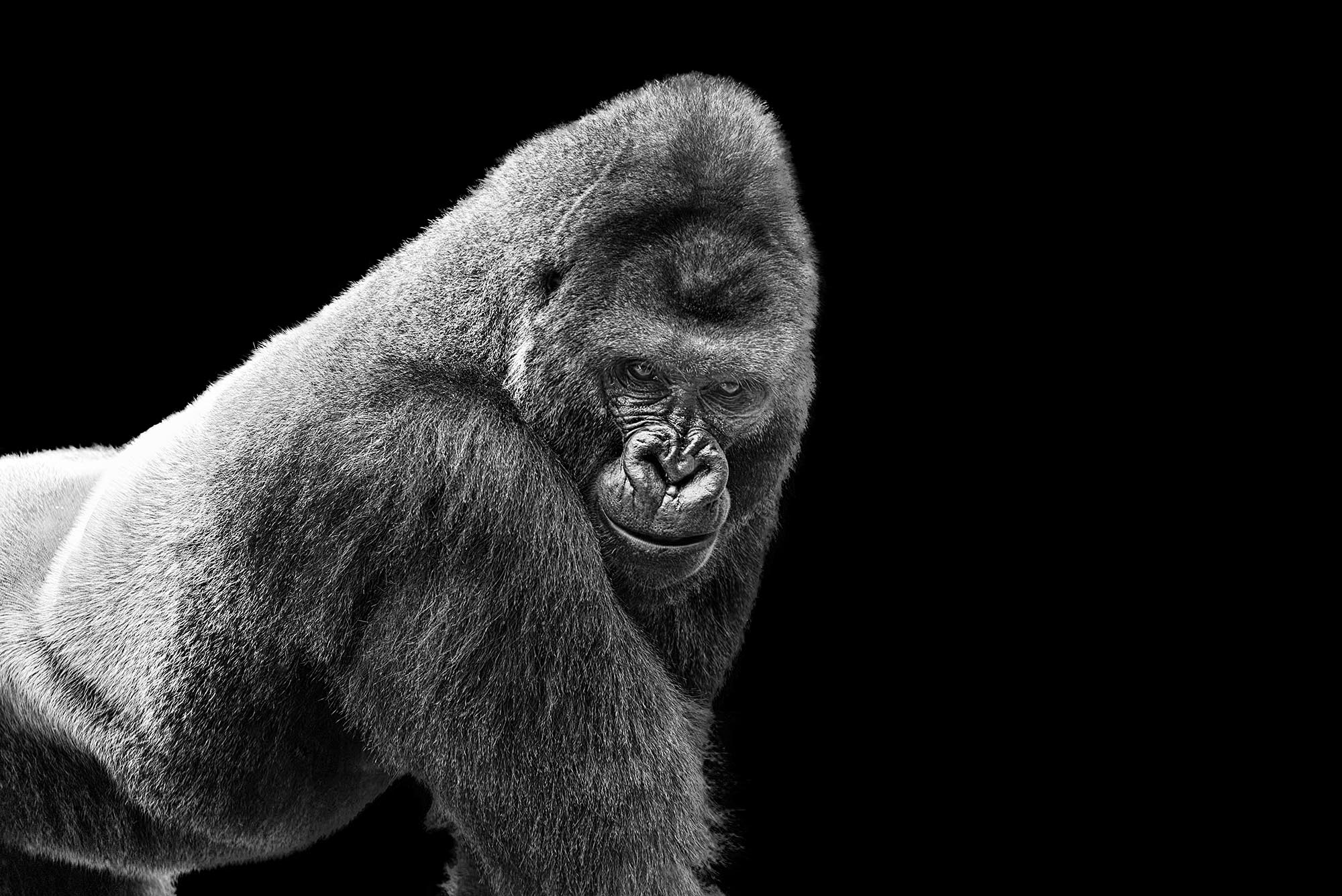 Adult Gorilla on Black fine art photography