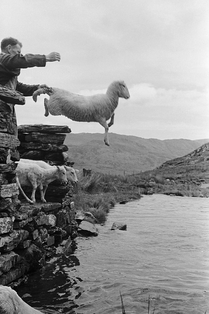 Sheep Dip fine art photography