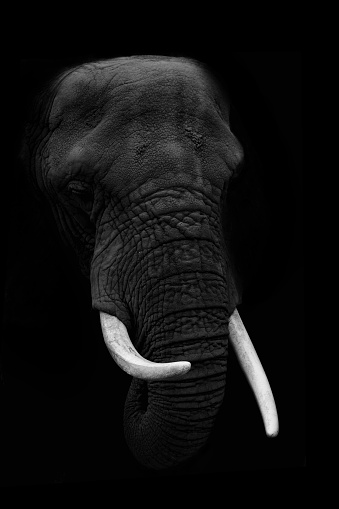 Close-Up Of Elephant Against Black Background fine art photography