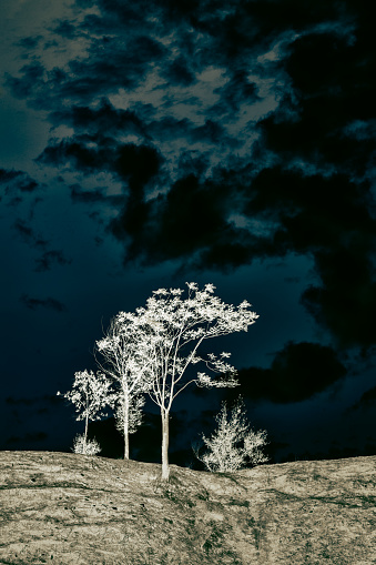 Trees on the hill fine art photography
