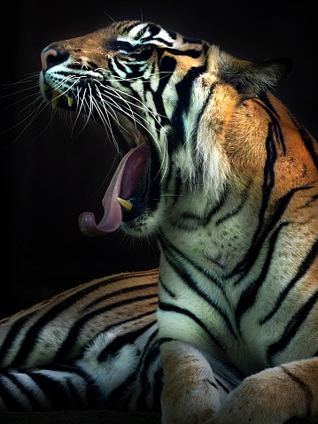 Sumatran Tiger opening his mouth and basking in the sun fine art photography