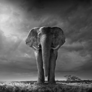 Africa, African elephant in savannah