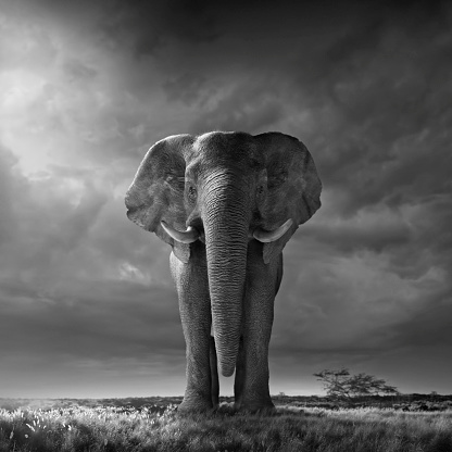 Africa, African elephant in savannah fine art photography