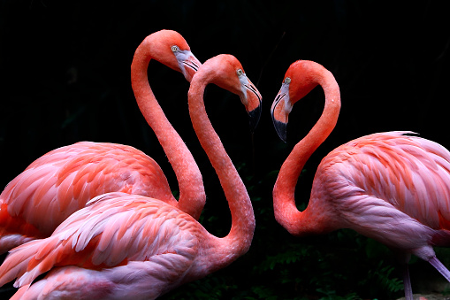 3 Flamingo on Black fine art photography