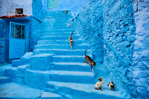 Morocco, Chefchaouen town, the blue city, street cat fine art photography