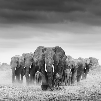 A herd of elephants. fine art photography