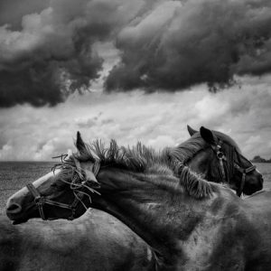 A pair of horses under a cloudy sky.