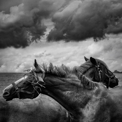A pair of horses under a cloudy sky. fine art photography