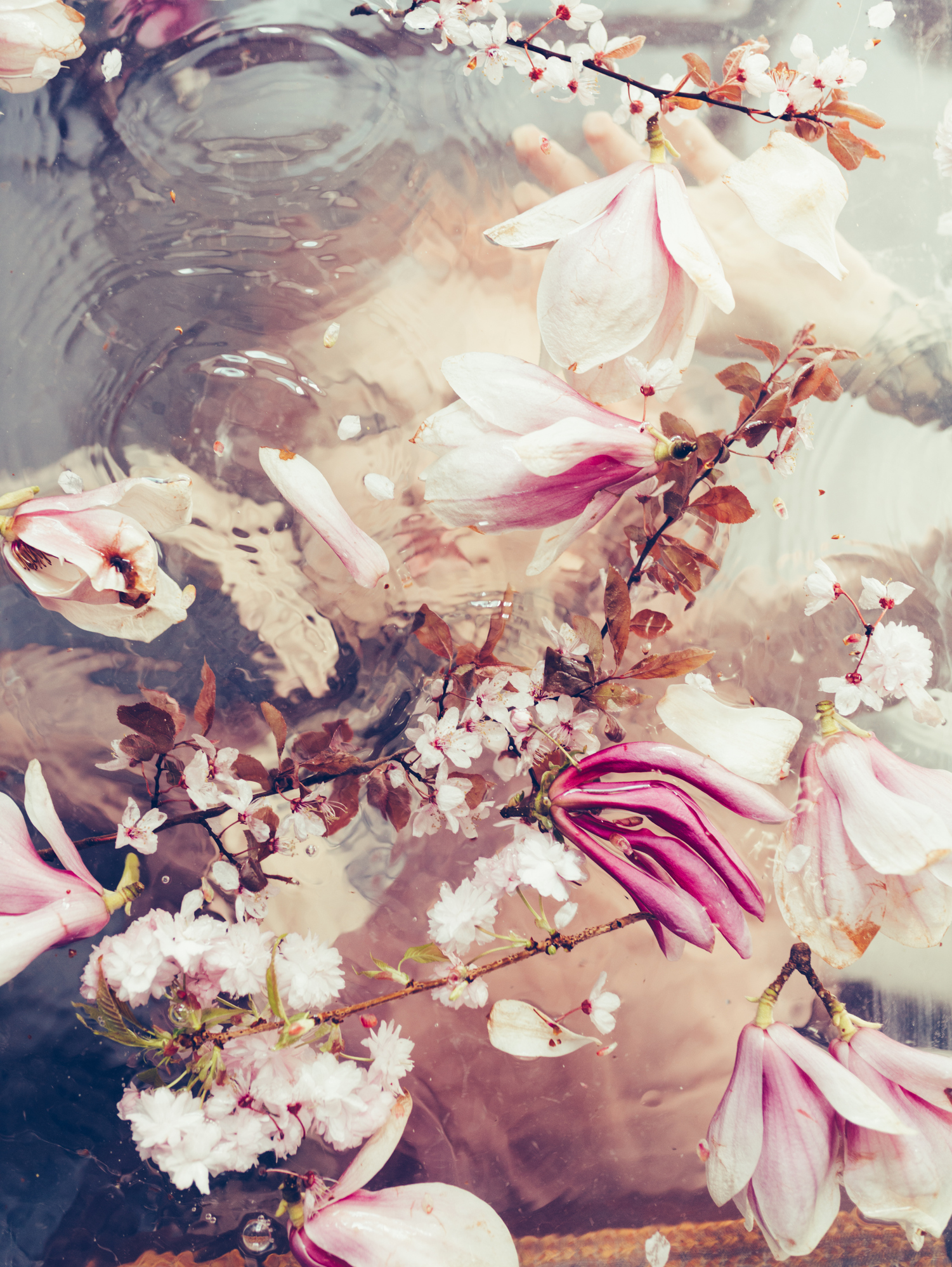 Young drowned woman with cherry blossom fine art photography