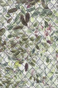 Inverted image of laurel bush and leaves behind chainlink fence
