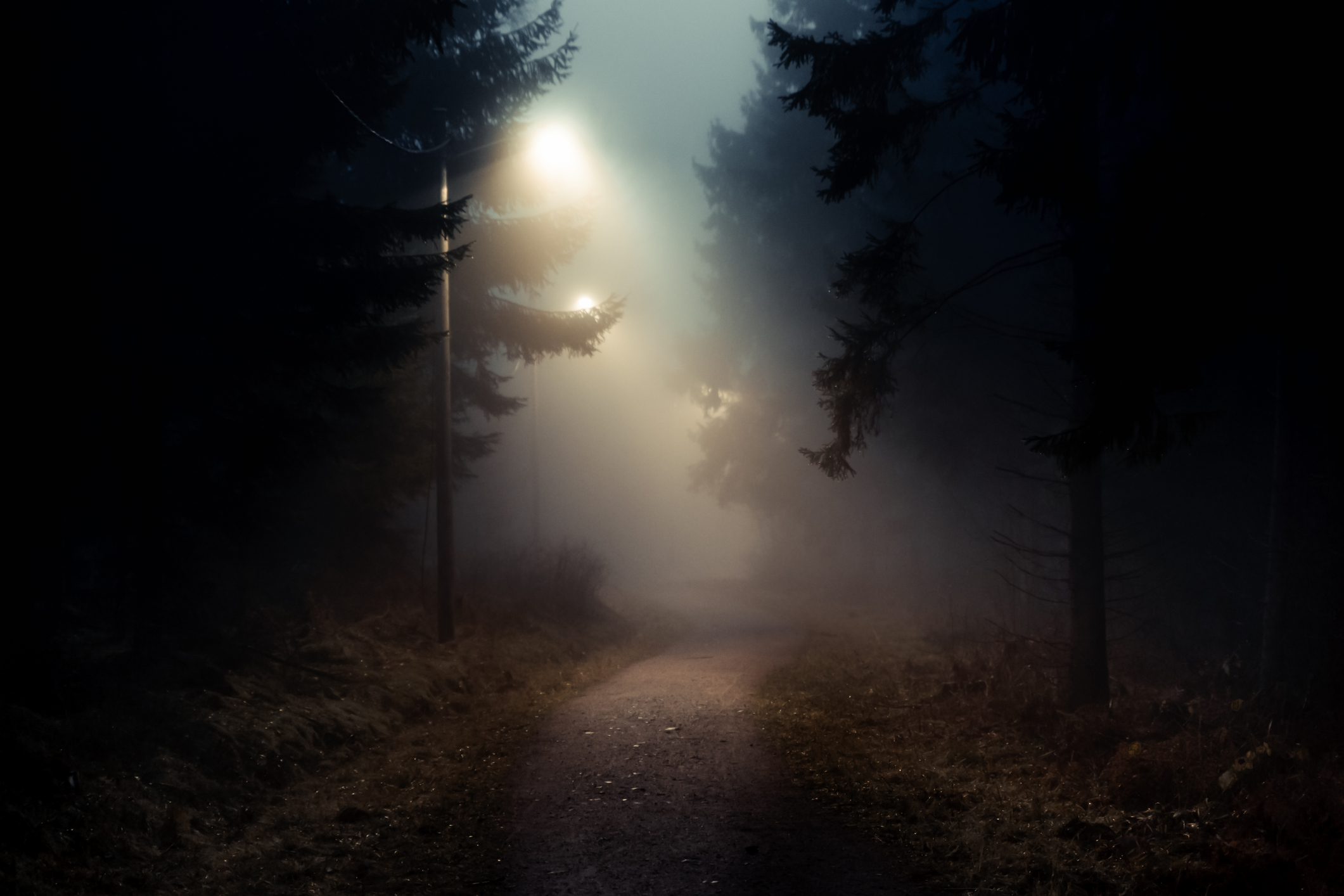 Dirt road in a dark and foggy forest fine art photography