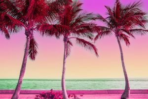 Dreamlike picture of colorful view of the palm trees in Miami.