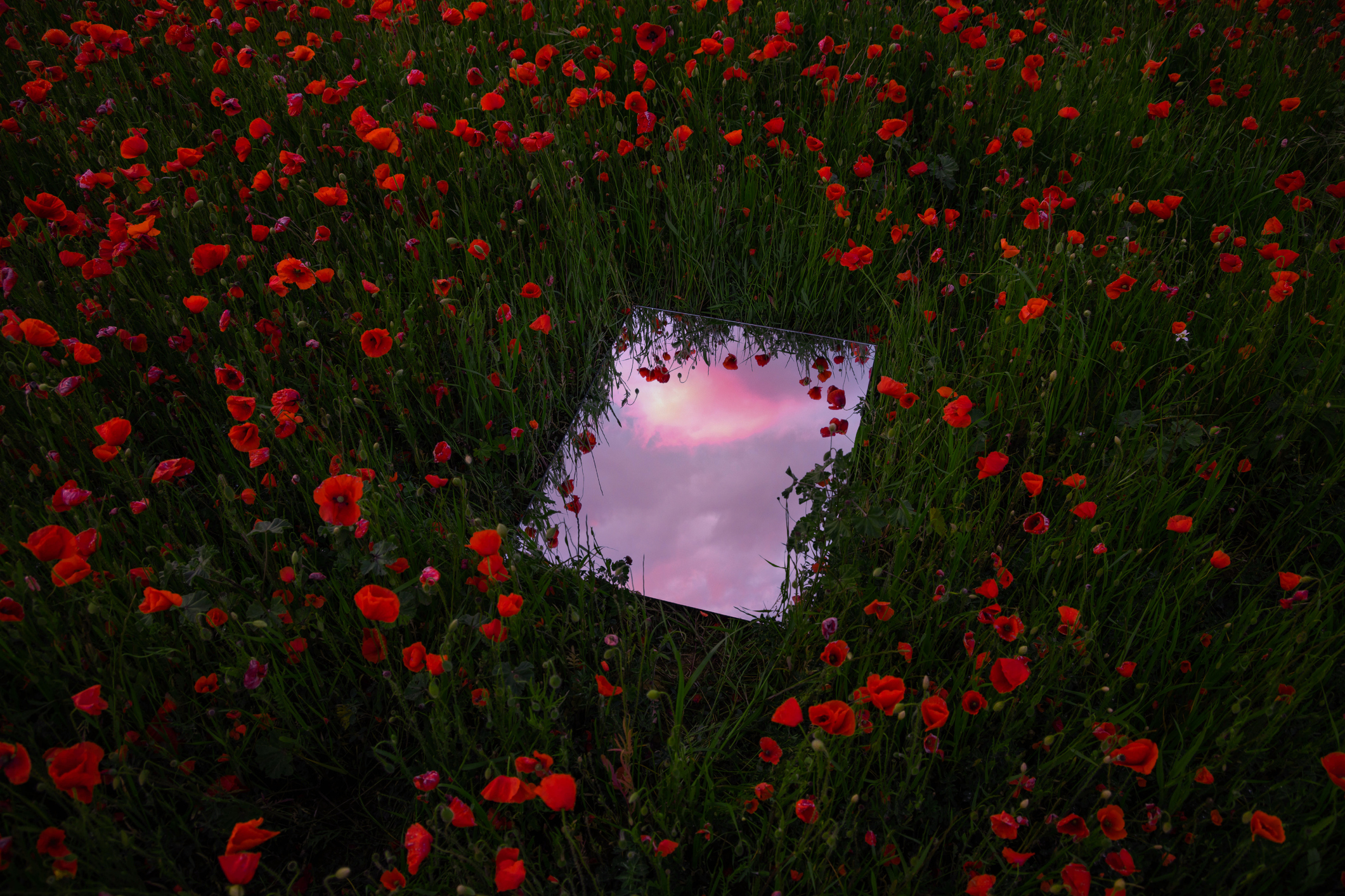 Dreamlike picture of mirror reflecting the sunset sky between red poppies field during spring in Spain. fine art photography