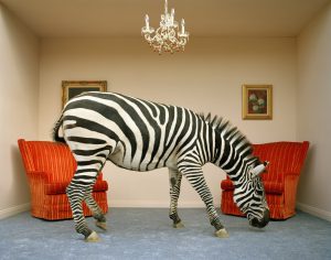 Zebra in living room smelling rug, side view
