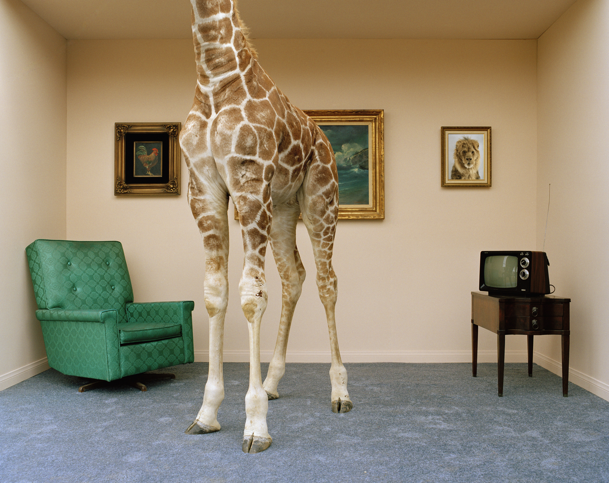 Giraffe in living room, low section fine art photography
